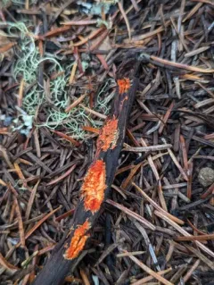 Phanerochaete sanguinea thumbnail 1
