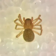 Tarsal Sheet-web Weaver thumbnail 2