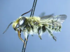 Megachile onobrychidis thumbnail 1