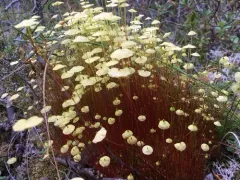 Yellow Moosedung Moss thumbnail 3
