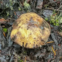 Suillus punctatipes thumbnail 4