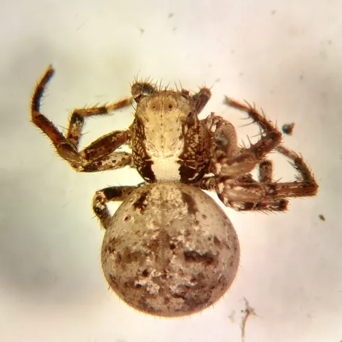 Xysticus canadensis