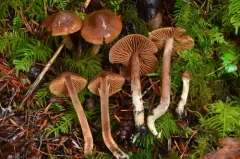 Cortinarius colymbadinus thumbnail 2