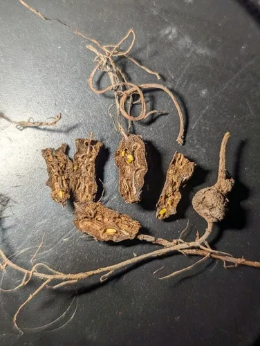 Rhizocecis rhois