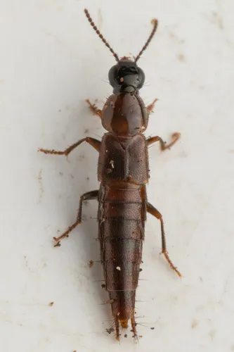 Quedius oculeus