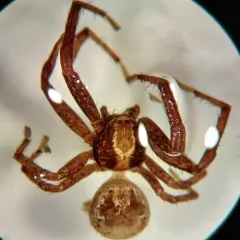elegant crab spider thumbnail 4