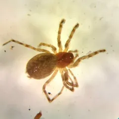 Thick-hooked Comb-tailed Spider thumbnail 3