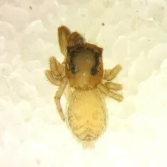 Nell's Tiny Jumping Spider thumbnail 4