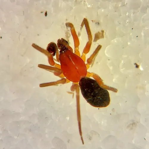 Walckenaeria communis