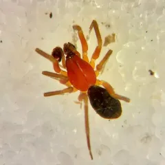 Walckenaeria communis thumbnail 1