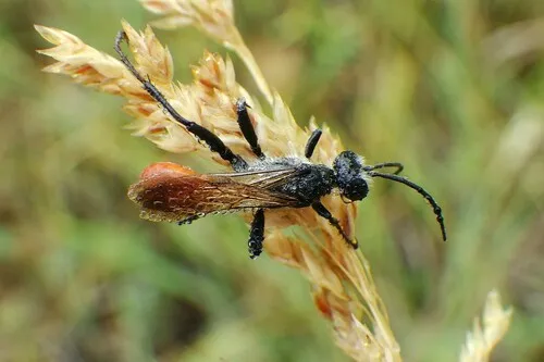 Prionyx thomae