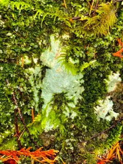 Cyclohymenia epilithica thumbnail 3