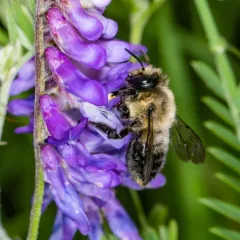 Small-handed Leaf-cutter Bee thumbnail 2