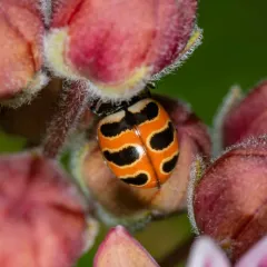 Three-banded Lady Beetle thumbnail 2
