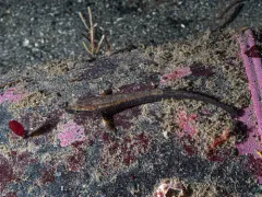 Smooth Alligatorfish thumbnail 4