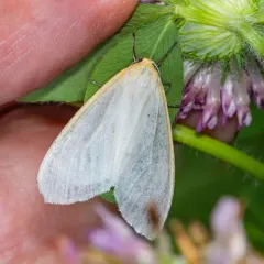 Delicate Cycnia Moth thumbnail 4