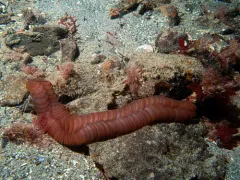 Hololepida magna thumbnail 3