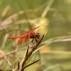 Flame Skimmer thumbnail 4