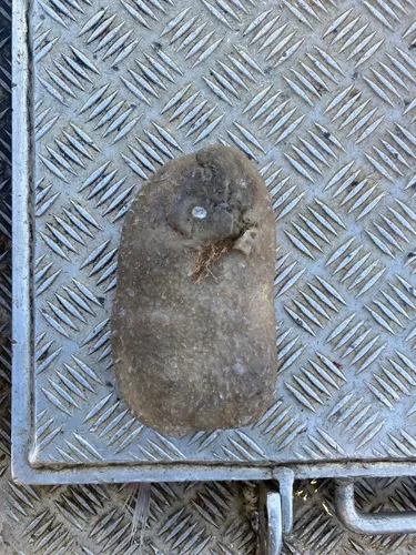 Vazella pourtalesii