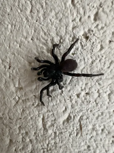 Audouin's Trapdoor Spider