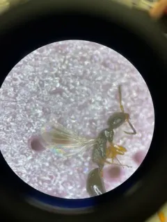 Laelius pedatus thumbnail 4