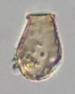 Cryptodifflugia sacculus
