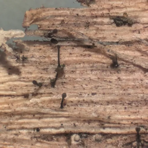 Exophiala calicioides