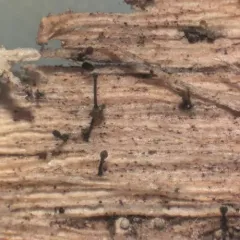 Exophiala calicioides thumbnail 1