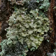 Moondust Speckled Lichen thumbnail 3