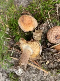 Tricholoma serratifolium thumbnail 4