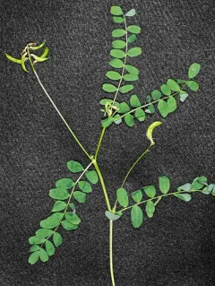 Bald Mountain Milkvetch thumbnail 4