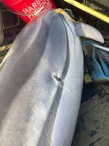Striped Dolphin