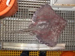 Spinytail Skate thumbnail 1