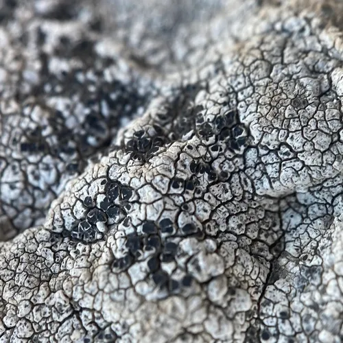 cinder lichen