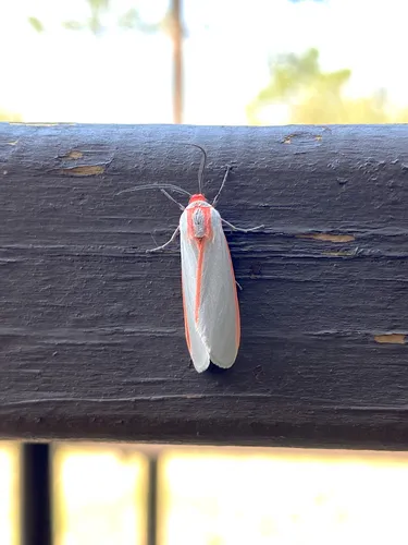 Sprague's Pygarctia