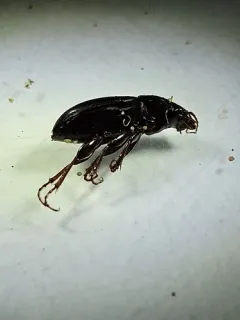 Magnificent Sun Beetle thumbnail 4