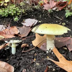 Deathcap thumbnail 4