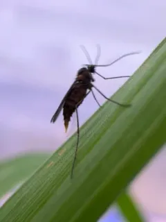 Hessian Fly thumbnail 2