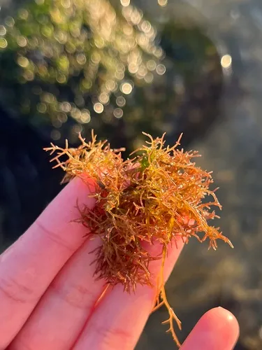 Champia farlowii