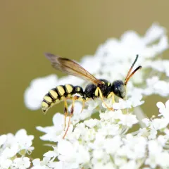 Cerceris sextoides thumbnail 1