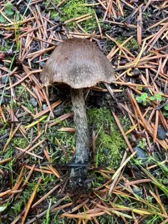 Inosperma mucidiolens thumbnail 2