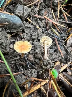 Galerina arenicola thumbnail 3