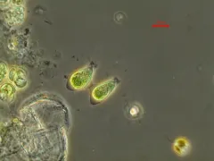 Tetrabaena socialis thumbnail 2