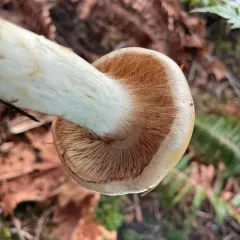 Phlegmacium citrinifolium thumbnail 4