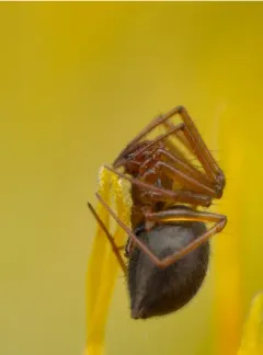 Helophora orinoma thumbnail 1
