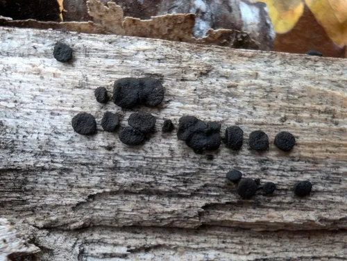 Trichoderma citrinoviride