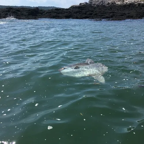 Common Mola