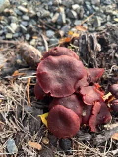 Tubaria vinicolor thumbnail 3