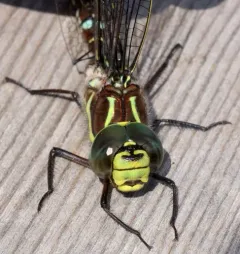 Sedge Darner thumbnail 4