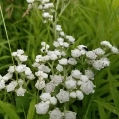 wild quinine thumbnail 2